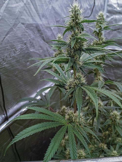 Eight amazing strains in a 4x4 / ORGANIC. Week 10 - El Vale Haze / Compound Genetics 