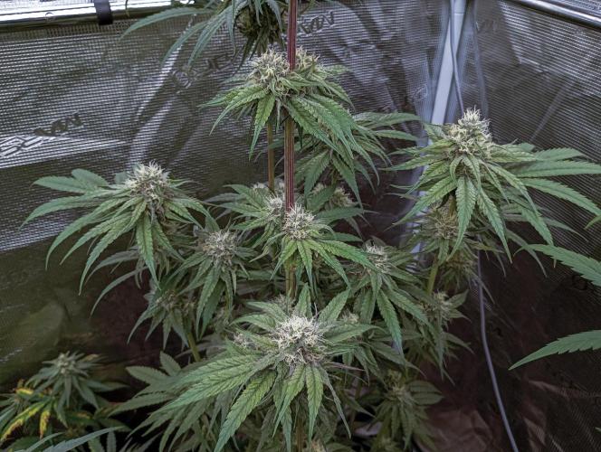 Eight amazing strains in a 4x4 / ORGANIC. Week 10 - Orange OG / LIT