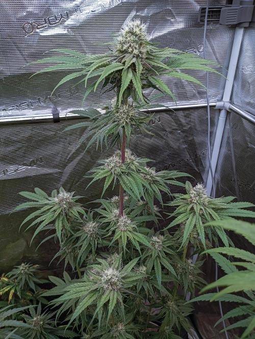 Eight amazing strains in a 4x4 / ORGANIC. Week 10 - Orange OG / LIT