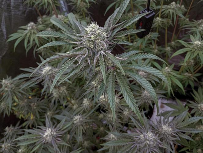 Eight amazing strains in a 4x4 / ORGANIC. Week 10 - Double Rainbow Sherb / LIT