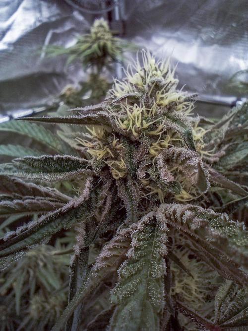 Eight amazing strains in a 4x4 / ORGANIC. Week 10 - Double Rainbow Sherb / LIT