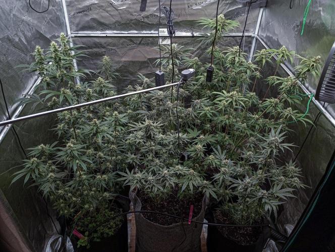 Eight amazing strains in a 4x4 / ORGANIC. Week 10