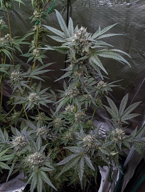 Eight amazing strains in a 4x4 / ORGANIC. Week 10 - Sunset Martini / LIT