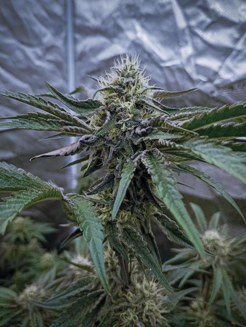 Eight amazing strains in a 4x4 / ORGANIC. Week 10 - Double Rainbow Sherb / LIT