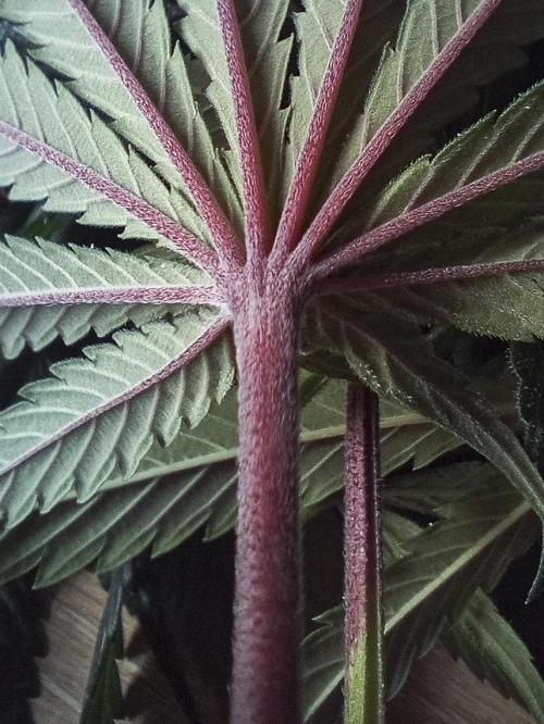 Eight amazing strains in a 4x4 / ORGANIC. Week 10