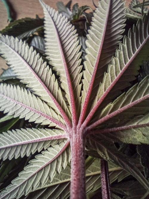 Eight amazing strains in a 4x4 / ORGANIC. Week 10