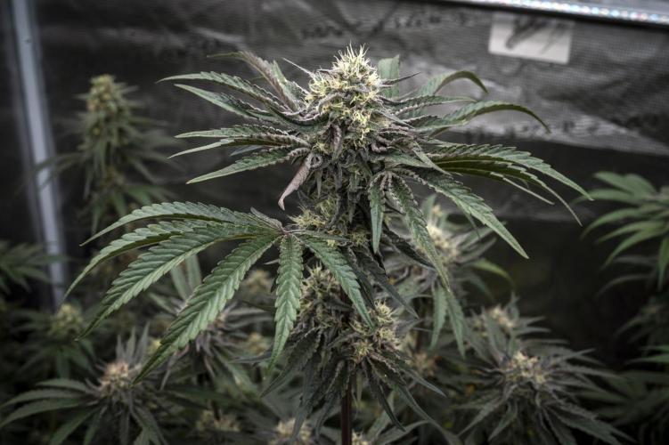 Eight amazing strains in a 4x4 / ORGANIC. Week 11 - Double Rainbow Sherb / LIT