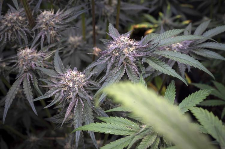 Eight amazing strains in a 4x4 / ORGANIC. Week 11 - Double Rainbow Sherb / LIT