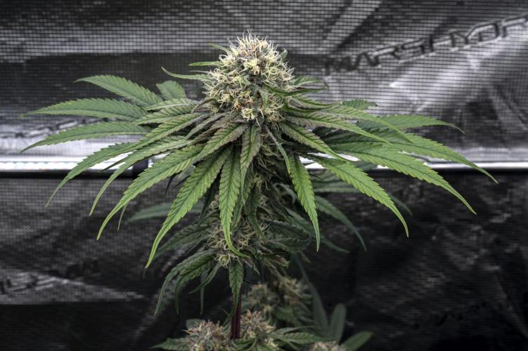 Eight amazing strains in a 4x4 / ORGANIC. Week 11 - Orange OG / LIT