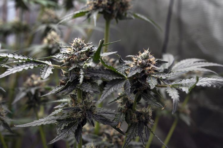 Eight amazing strains in a 4x4 / ORGANIC. Week 11 - Sunset Martini / LIT