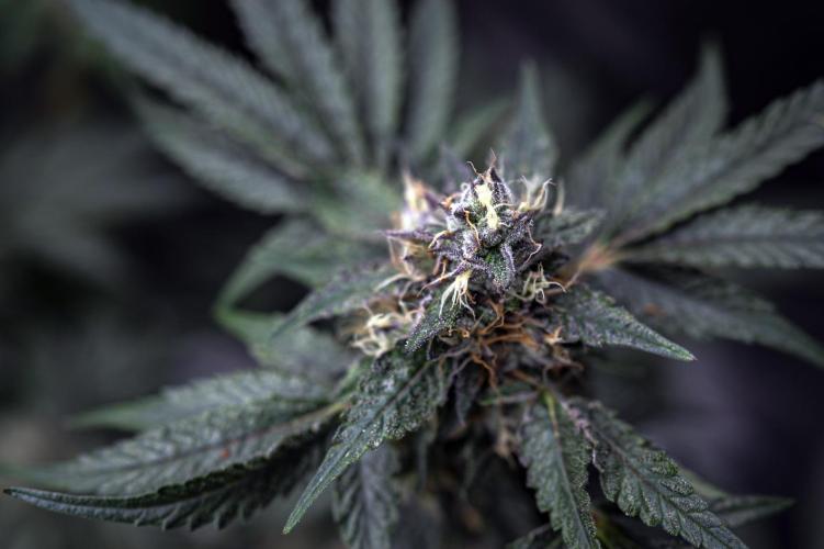 Eight amazing strains in a 4x4 / ORGANIC. Week 11 - Sunset Martini / LIT