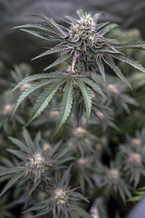 Eight amazing strains in a 4x4 / ORGANIC. Week 11 - Double Rainbow Sherb / LIT