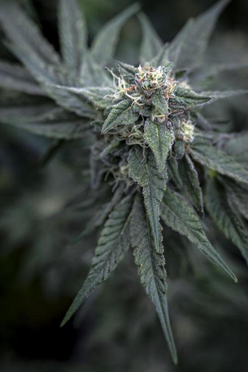 Eight amazing strains in a 4x4 / ORGANIC. Week 11 - Apple Banana Martini / LIT