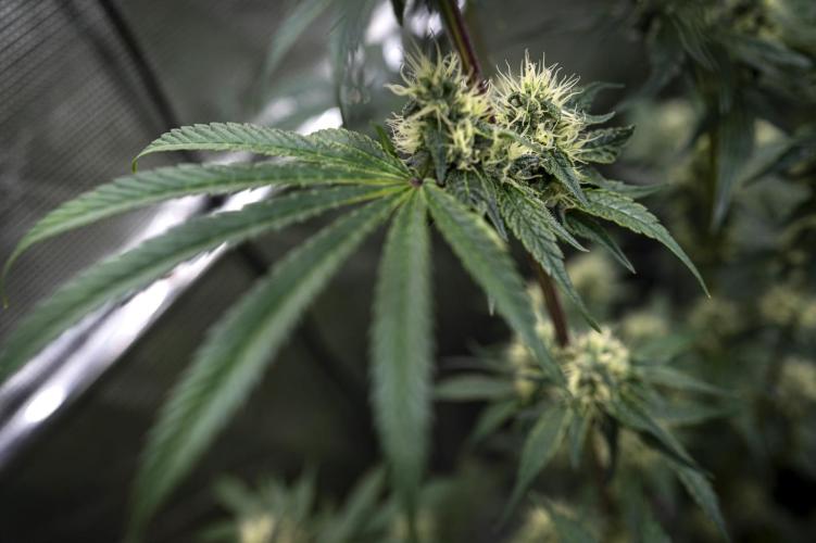 Eight amazing strains in a 4x4 / ORGANIC. Week 11 - El Vale Haze / COMPOUND GENETICS 