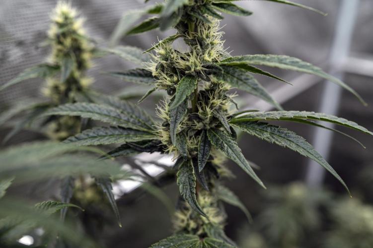 Eight amazing strains in a 4x4 / ORGANIC. Week 11 - El Vale Haze / COMPOUND GENETICS 