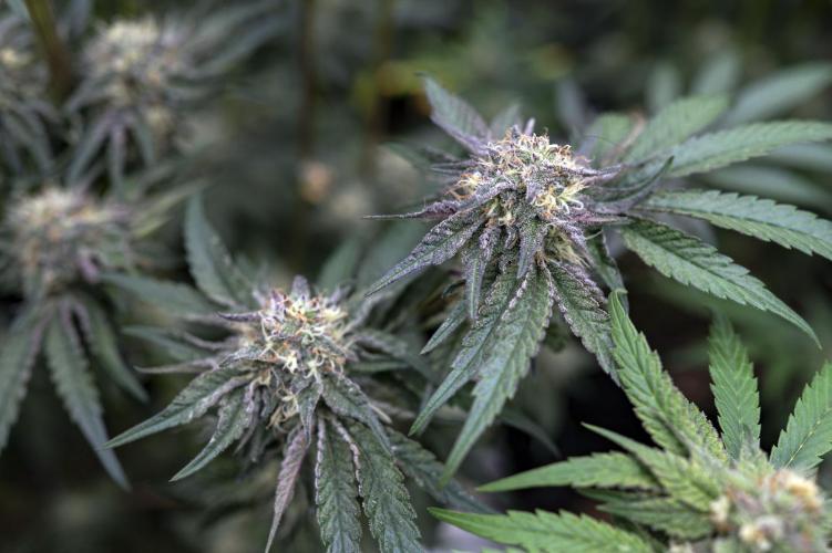 Eight amazing strains in a 4x4 / ORGANIC. Week 11 - Double Rainbow Sherb / LIT