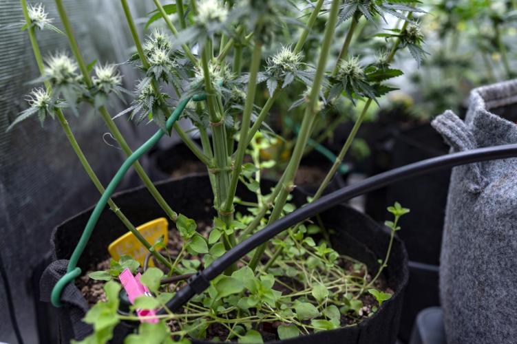 Eight amazing strains in a 4x4 / ORGANIC. Week 11 - El Vale Haze / COMPOUND GENETICS 