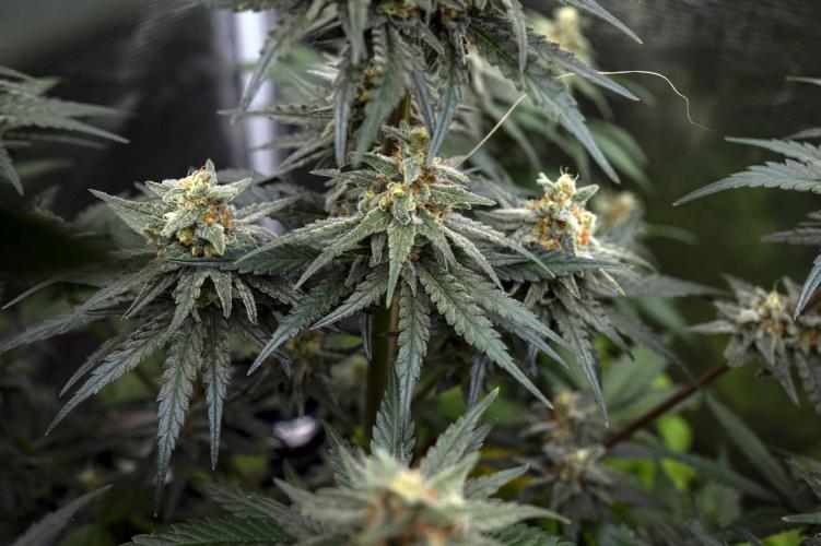 Eight amazing strains in a 4x4 / ORGANIC. Week 11 - Aladdin's Skunk / KHALIFA GENETICS