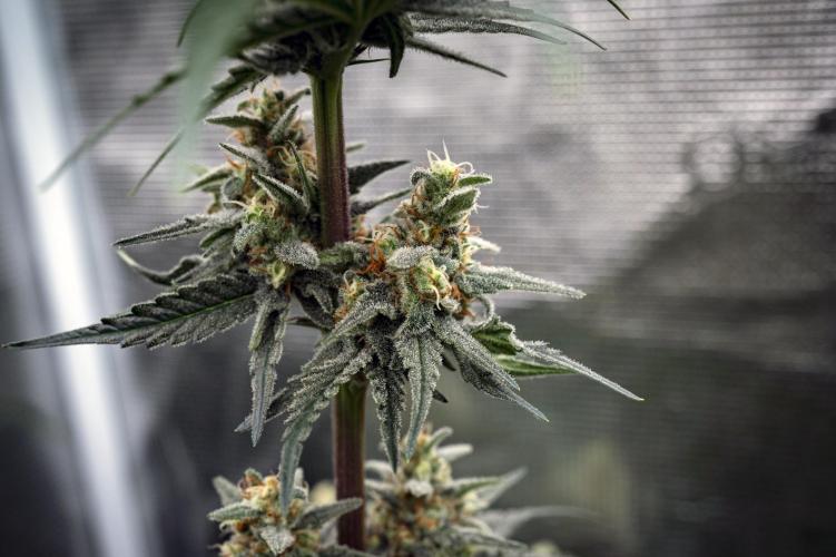 Eight amazing strains in a 4x4 / ORGANIC. Week 11 - Aladdin's Skunk / KHALIFA GENETICS