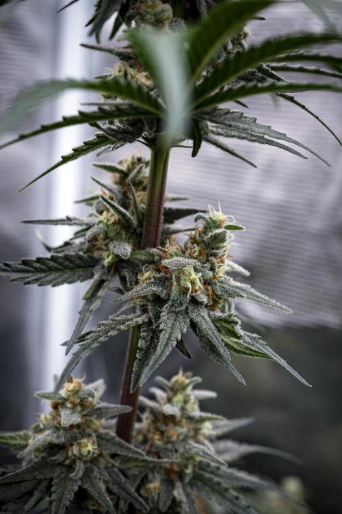 Eight amazing strains in a 4x4 / ORGANIC. Week 11 - Aladdin's Skunk / KHALIFA GENETICS