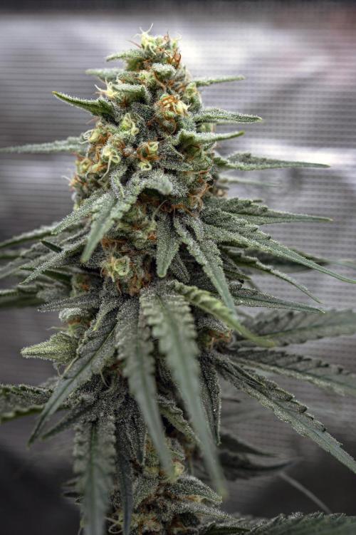 Eight amazing strains in a 4x4 / ORGANIC. Week 11 - Aladdin's Skunk / KHALIFA GENETICS