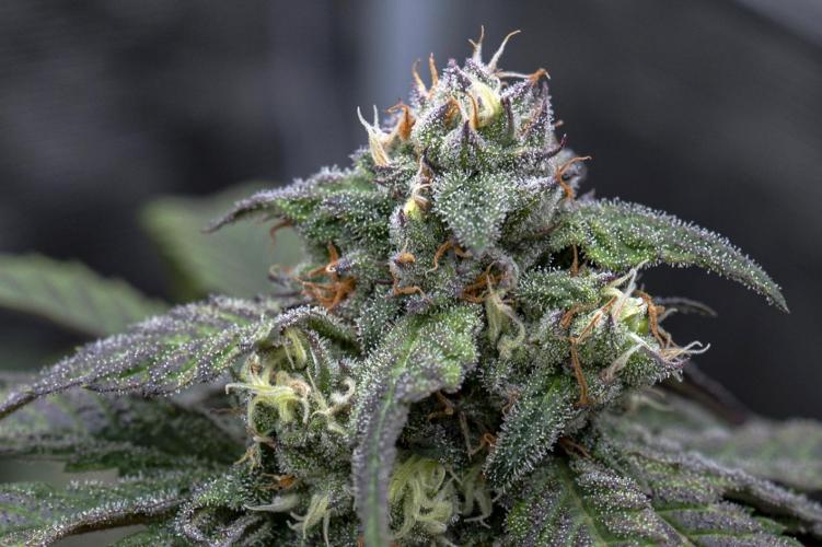 Eight amazing strains in a 4x4 / ORGANIC. Week 11 - Dutch Treat x Black Berry Honey / IN HOUSE GENETICS 