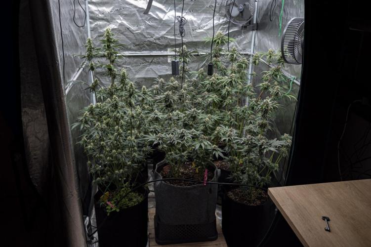 Eight amazing strains in a 4x4 / ORGANIC. Week 11