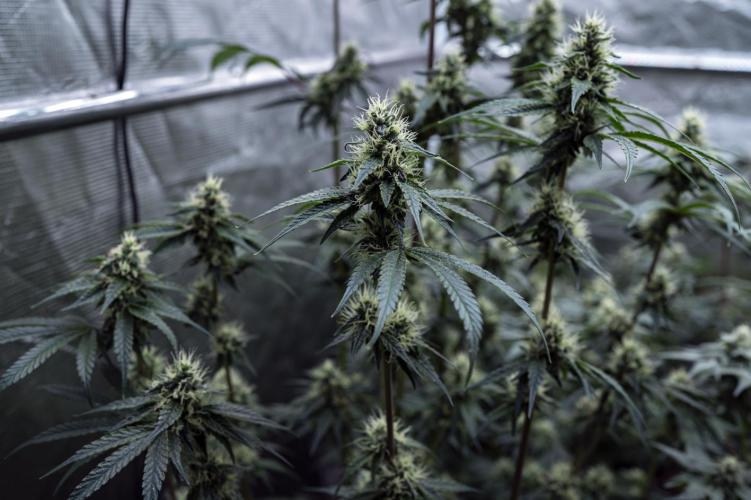 Eight amazing strains in a 4x4 / ORGANIC. Week 11 - El Vale Haze / COMPOUND GENETICS 