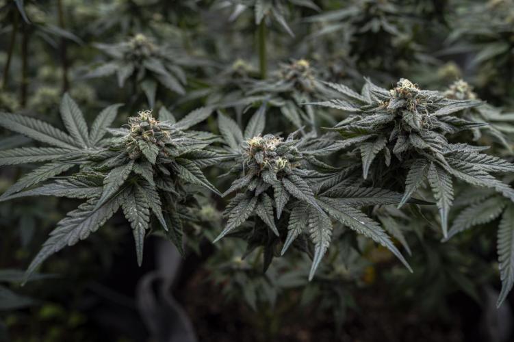 Eight amazing strains in a 4x4 / ORGANIC. Week 11 - Apple Banana Martini / LIT 