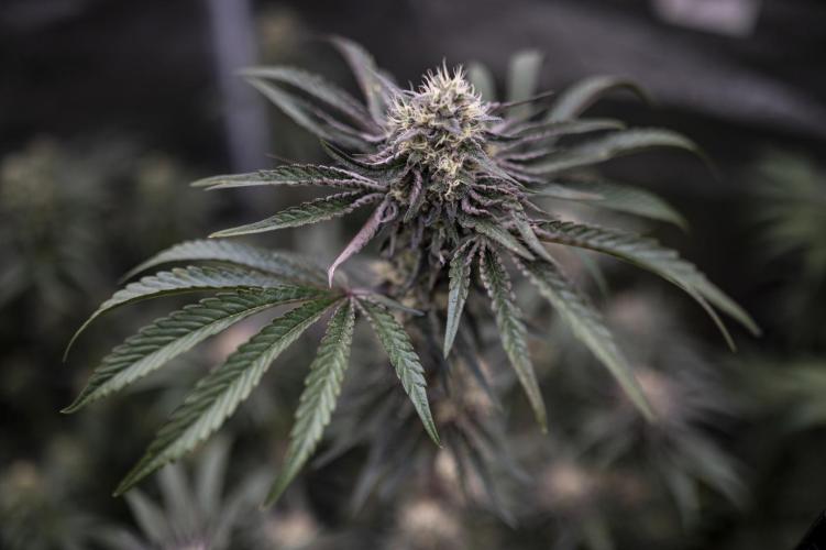 Eight amazing strains in a 4x4 / ORGANIC. Week 11 - Double Rainbow Sherb / LIT