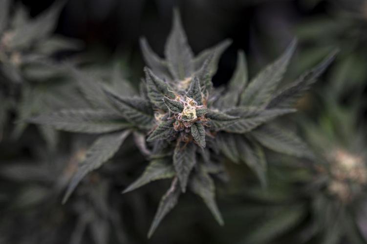 Eight amazing strains in a 4x4 / ORGANIC. Week 11 - Apple Banana Martini / LIT