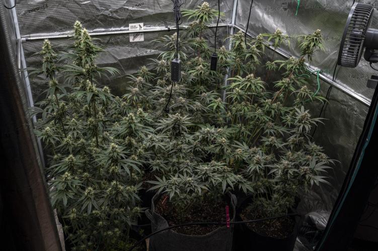 Eight amazing strains in a 4x4 / ORGANIC. Week 11