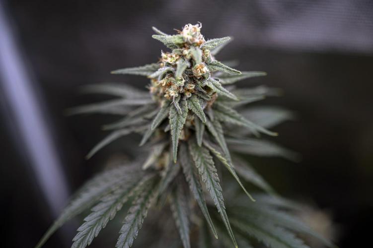 Eight amazing strains in a 4x4 / ORGANIC. Week 11 - Aladdin's Skunk / KHALIFA GENETICS