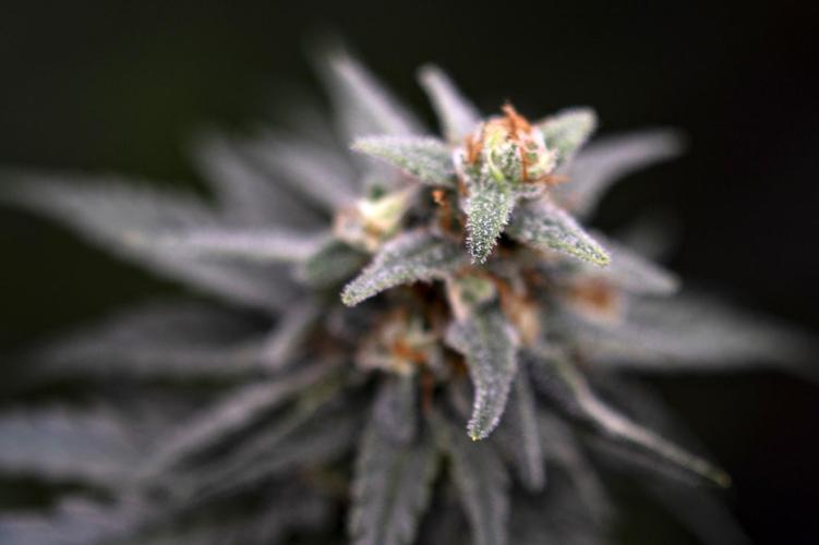 Eight amazing strains in a 4x4 / ORGANIC. Week 11 - Aladdin's Skunk / KHALIFA GENETICS