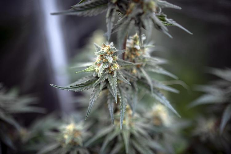 Eight amazing strains in a 4x4 / ORGANIC. Week 11 - Aladdin's Skunk / KHALIFA GENETICS