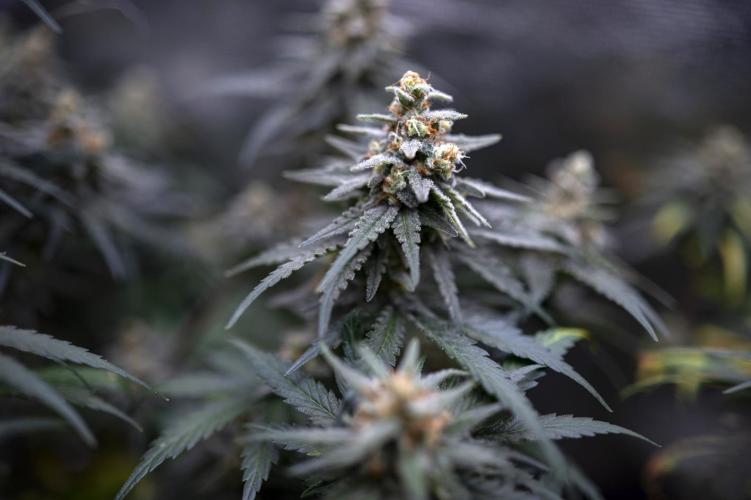 Eight amazing strains in a 4x4 / ORGANIC. Week 11 - Aladdin's Skunk / KHALIFA GENETICS