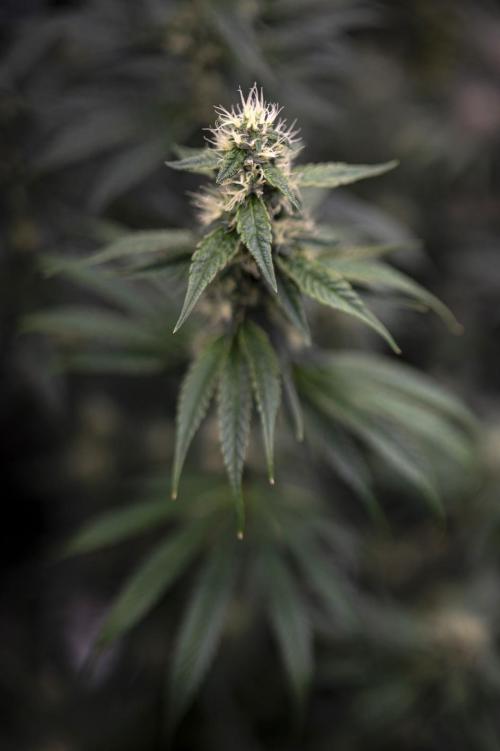 Eight amazing strains in a 4x4 / ORGANIC. Week 11 - El Vale Haze / COMPOUND GENETICS 