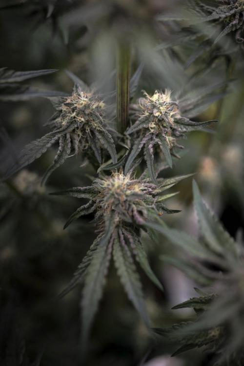 Eight amazing strains in a 4x4 / ORGANIC. Week 11 - Double Rainbow Sherb / LIT