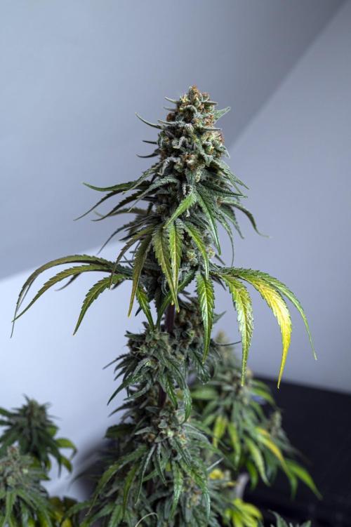 Eight amazing strains in a 4x4 / ORGANIC. Week 12 - Aladdin's Skunk (Skunk #1) / KHALIFA GENETICS