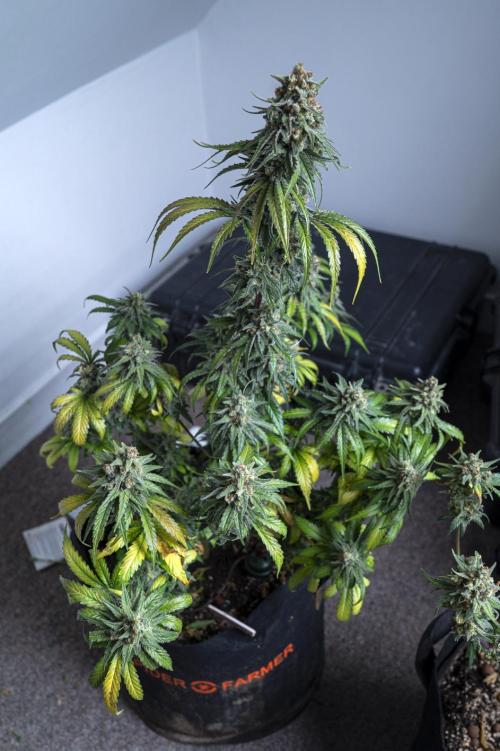 Eight amazing strains in a 4x4 / ORGANIC. Week 12 - Aladdin's Skunk (Skunk #1) / KHALIFA GENETICS