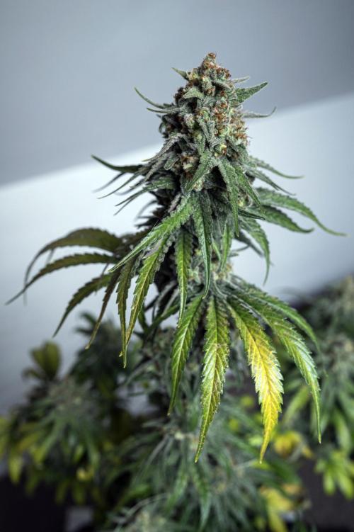 Eight amazing strains in a 4x4 / ORGANIC. Week 12 - Aladdin's Skunk (Skunk #1) / KHALIFA GENETICS