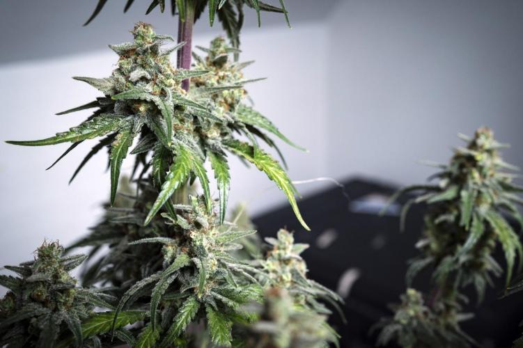 Eight amazing strains in a 4x4 / ORGANIC. Week 12 - Aladdin's Skunk (Skunk #1) / KHALIFA GENETICS