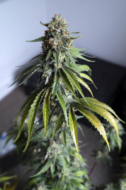 Eight amazing strains in a 4x4 / ORGANIC. Week 12 - Aladdin's Skunk (Skunk #1) / KHALIFA GENETICS