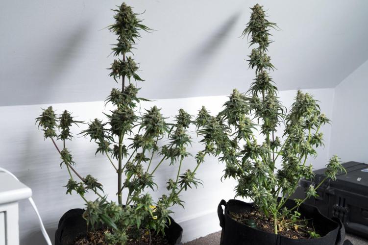 Eight amazing strains in a 4x4 / ORGANIC. Week 12 - Aladdin's Skunk (Skunk #1) / KHALIFA GENETICS