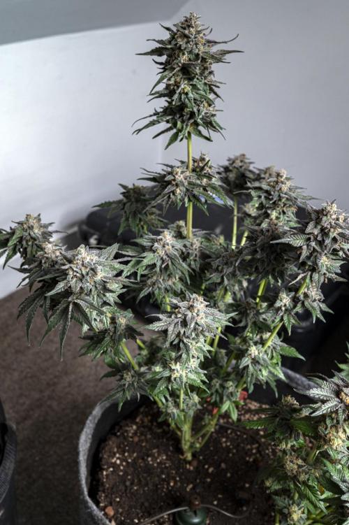 Eight amazing strains in a 4x4 / ORGANIC. Week 12 - Apple Banana Martini / LIT FARMS