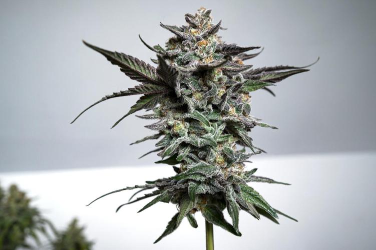 Eight amazing strains in a 4x4 / ORGANIC. Week 12 - Apple Banana Martini / LIT FARMS (this smell !!!)