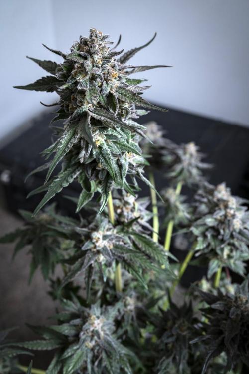 Eight amazing strains in a 4x4 / ORGANIC. Week 12 - Apple Banana Martini / LIT FARMS