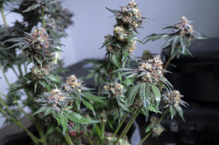 Eight amazing strains in a 4x4 / ORGANIC. Week 12 - Baked Apple Cherries / ELEV8 SEEDS