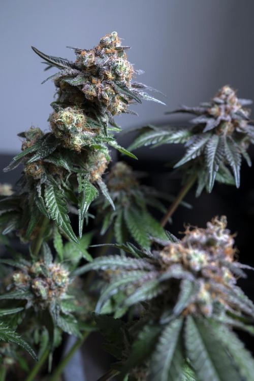 Eight amazing strains in a 4x4 / ORGANIC. Week 12 - Baked Apple Cherries / ELEV8 SEEDS - A midget but with amazing cherry terps' 