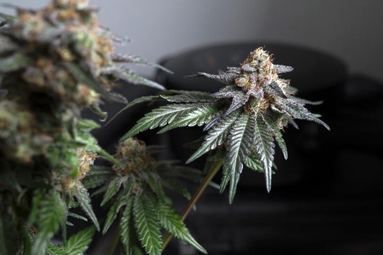 Eight amazing strains in a 4x4 / ORGANIC. Week 12 - Baked Apple Cherries / ELEV8 SEEDS